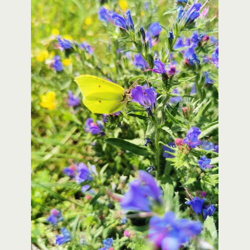 Der Gewöhnliche Natternkopf wird von mehr als 40 Schmetterlings- und 30 Wildbienenarten besucht (Foto: Amira Elatawna)